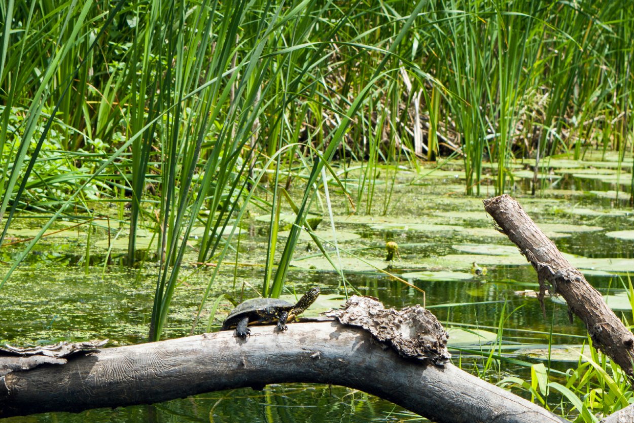 Северский Донец