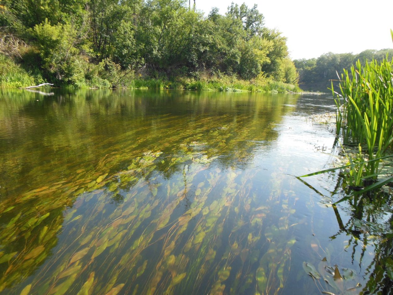 Северский Донец Белогоровка