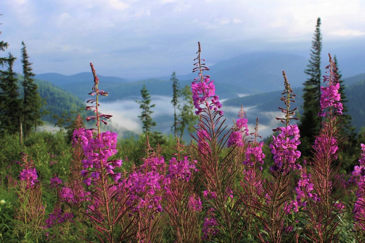 Иван-чай узколистный