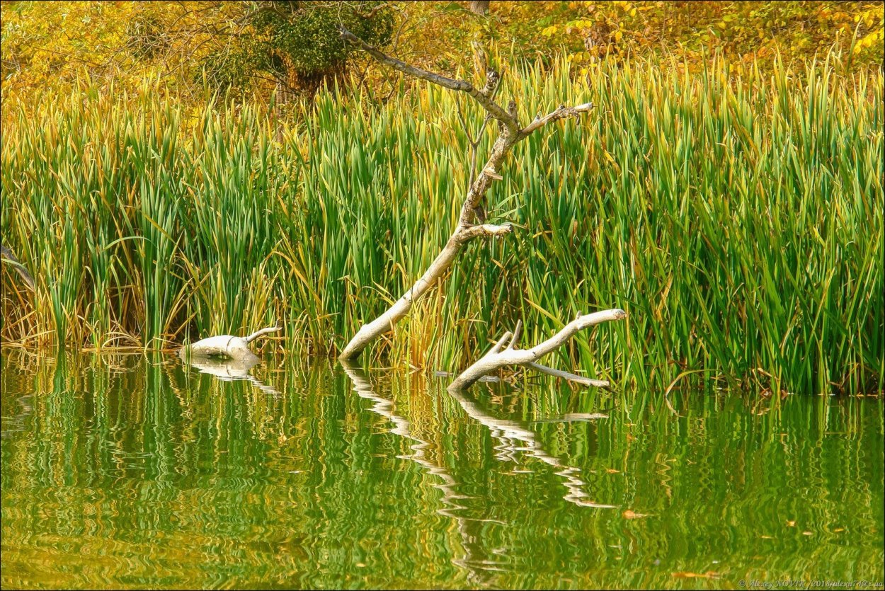 Растения Северского Донца