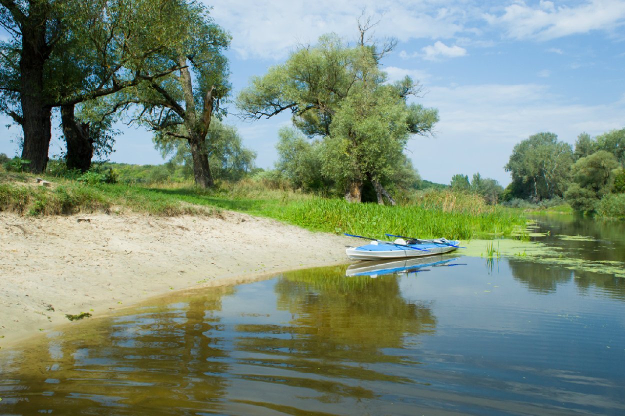 Зелёная ящерица на реке Северский Донец