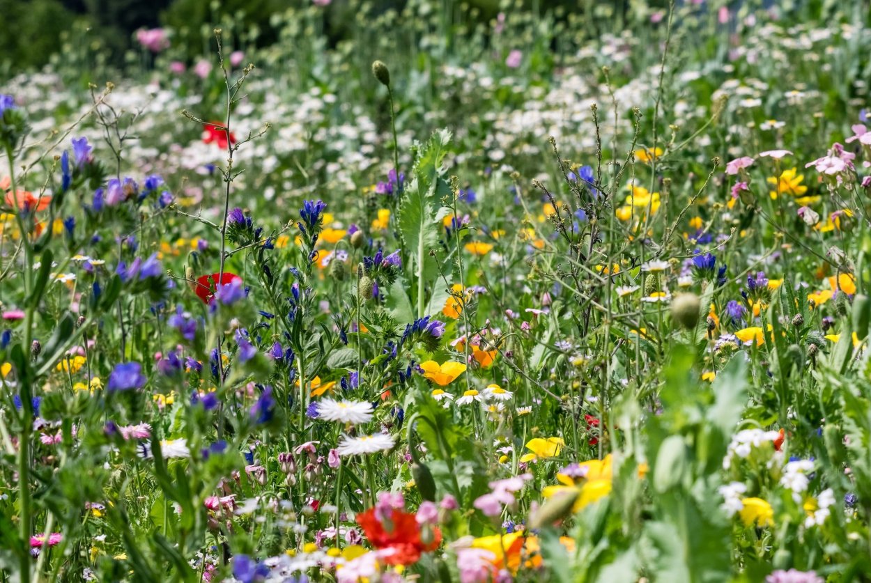 Разнотравье Луговой цветник