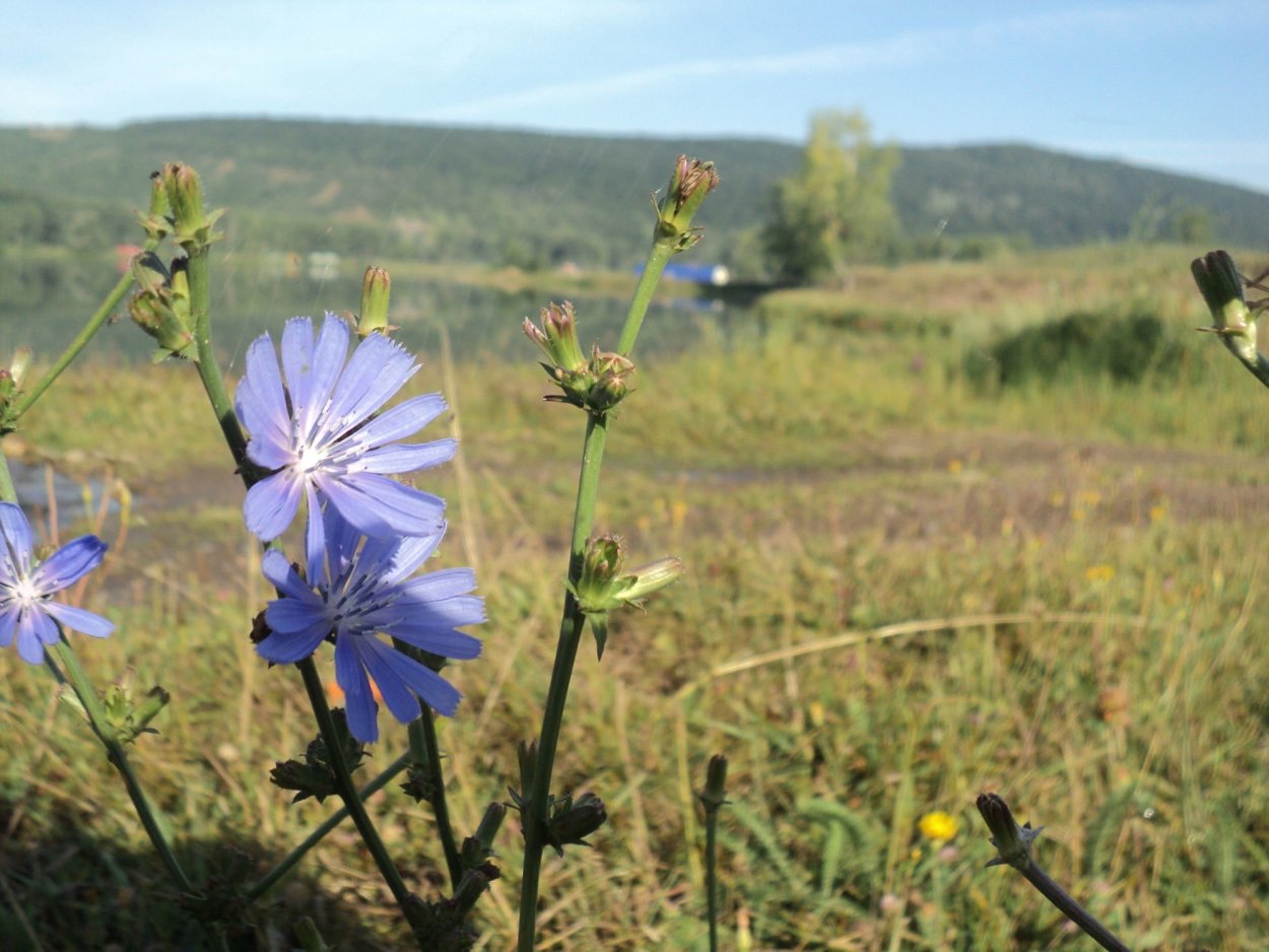 Травянистые растения Башкортостана