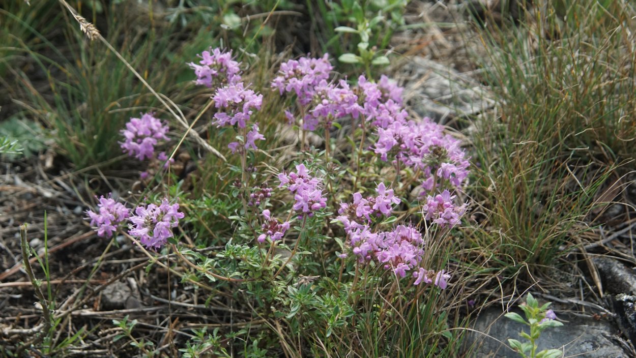 Тимьян Башкирский (чабрец).