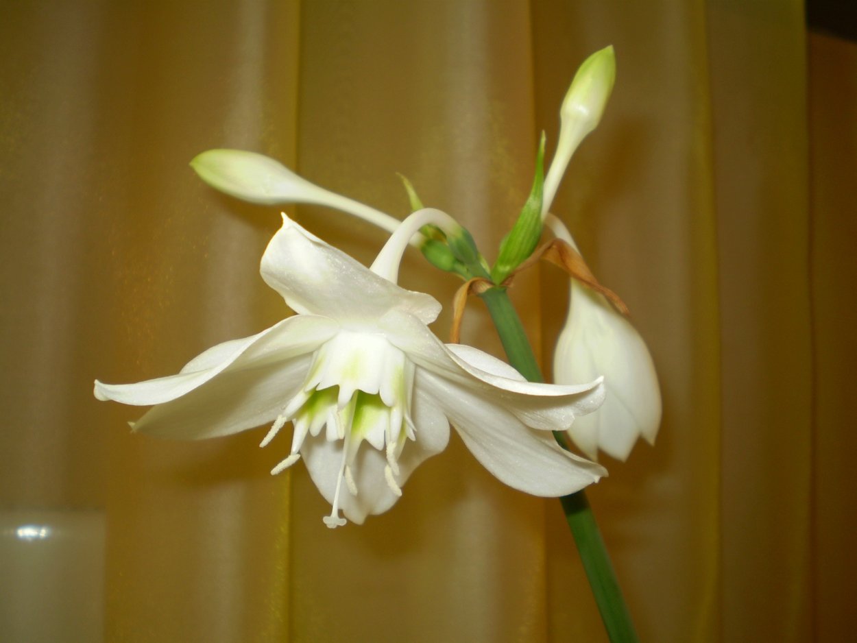 Эухарис Сандера (Eucharis sanderi)