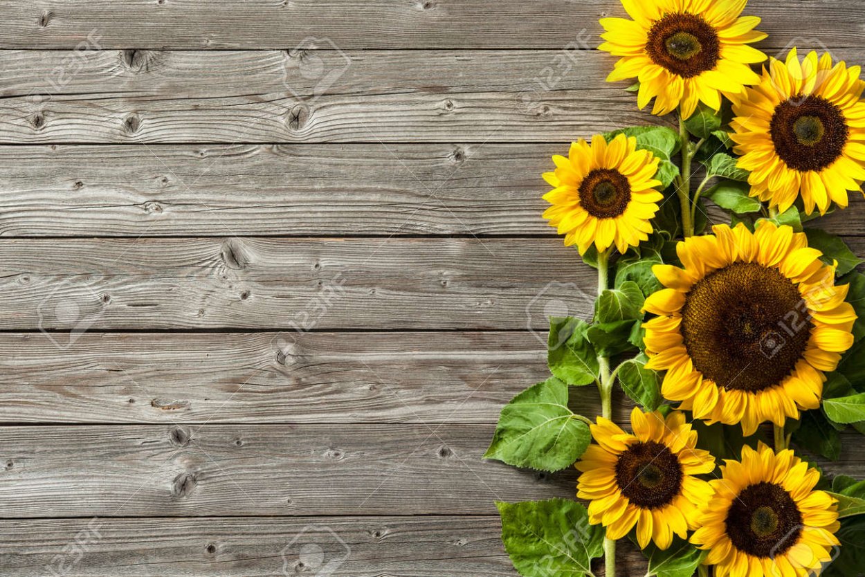 Изгородь с подсолнухами на белом фоне