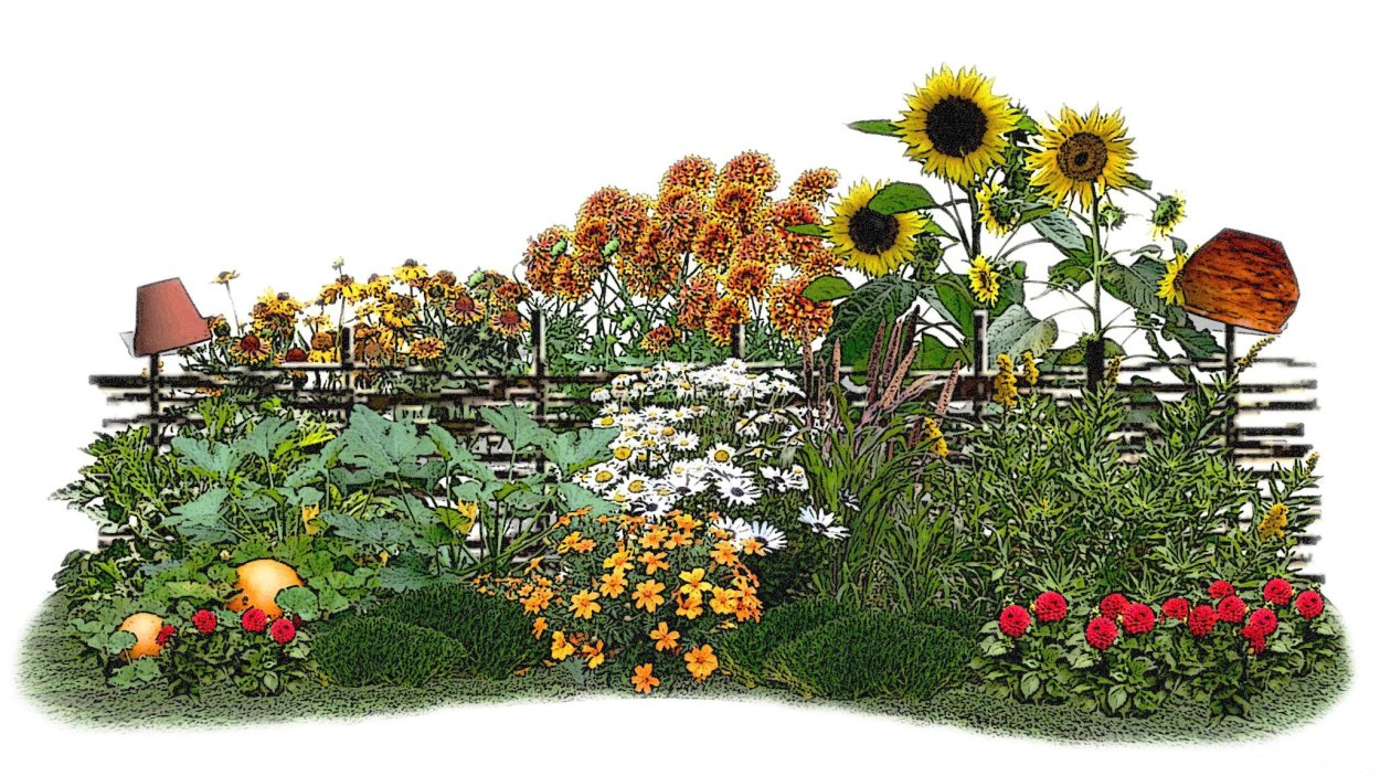 Подсолнухи в огороде