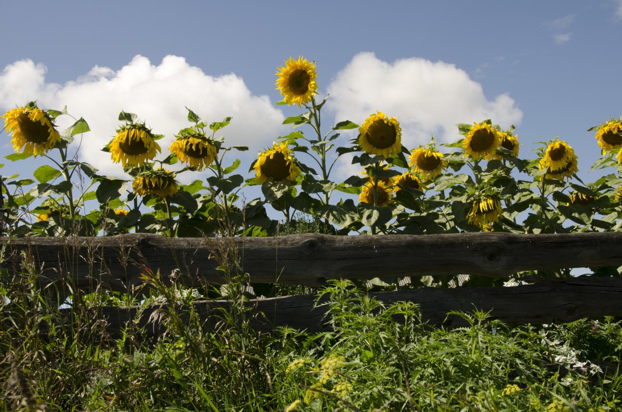 Декоративная плетень для сада