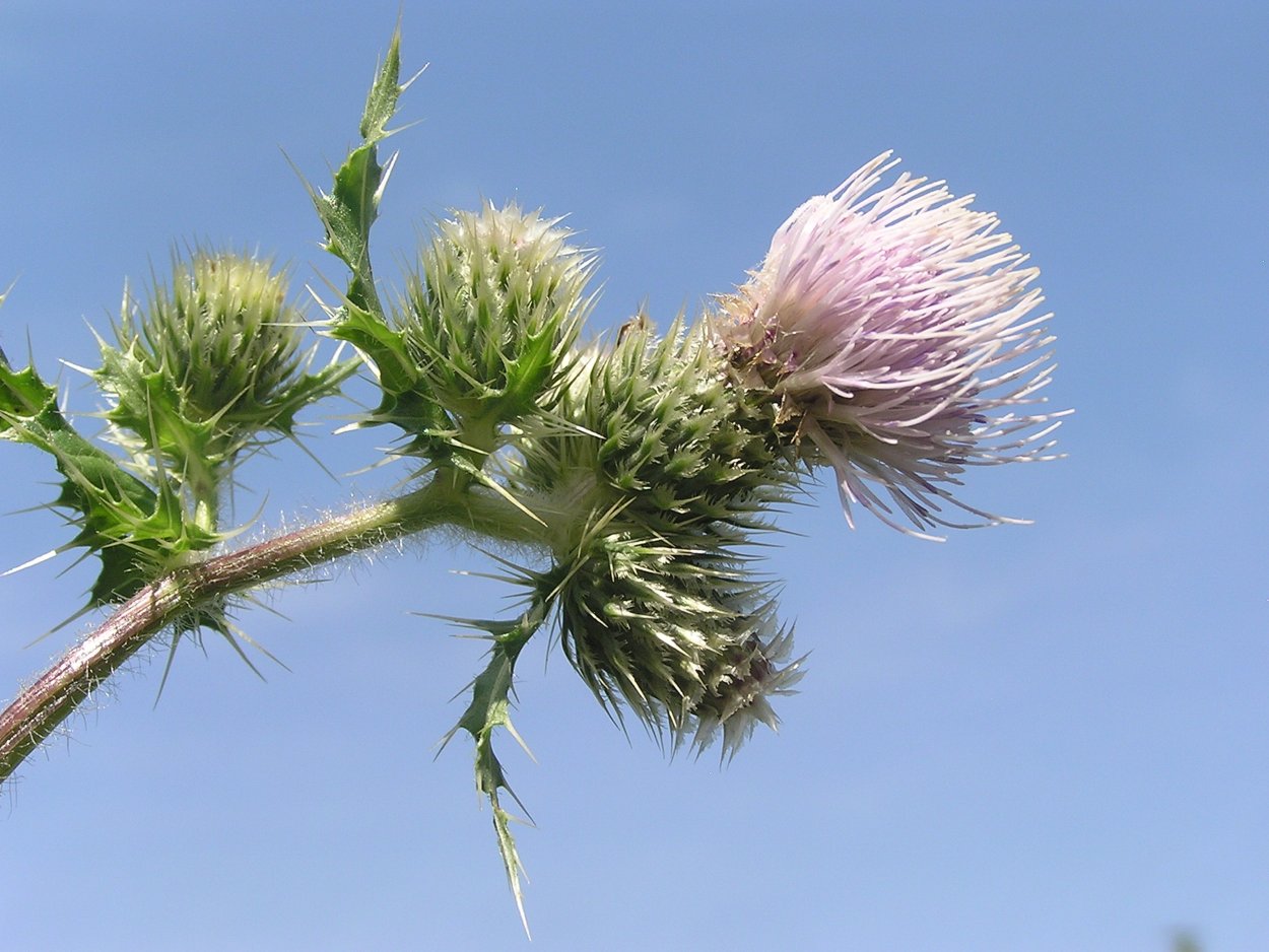 Растение Бодяк огородный (Cirsium oleraceum)