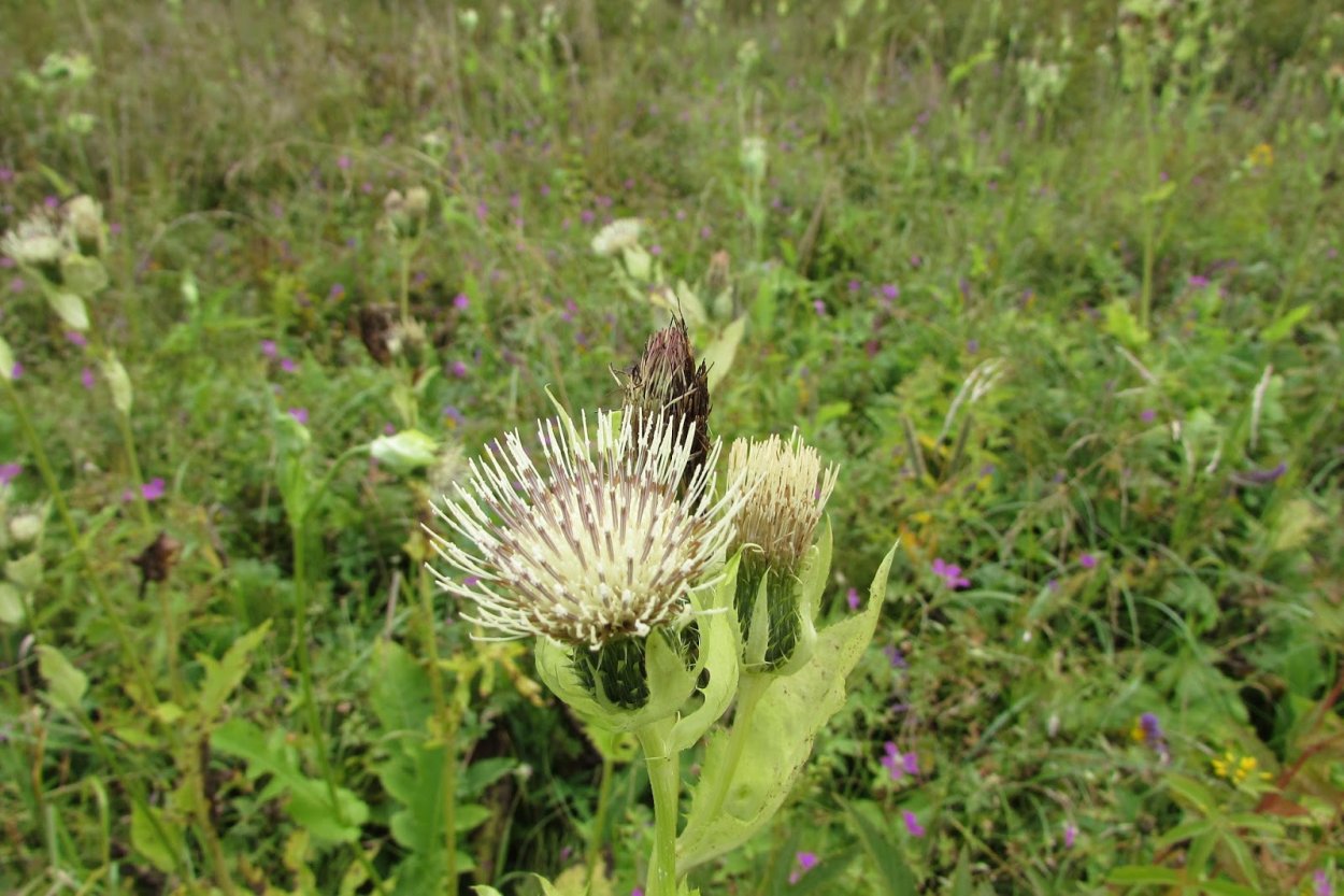 Бодяк обыкновенный в саду