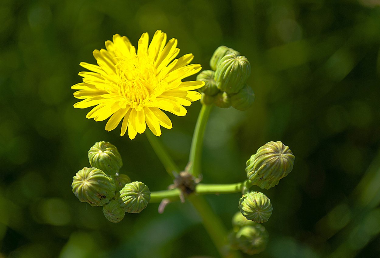 Осот желтый полевой