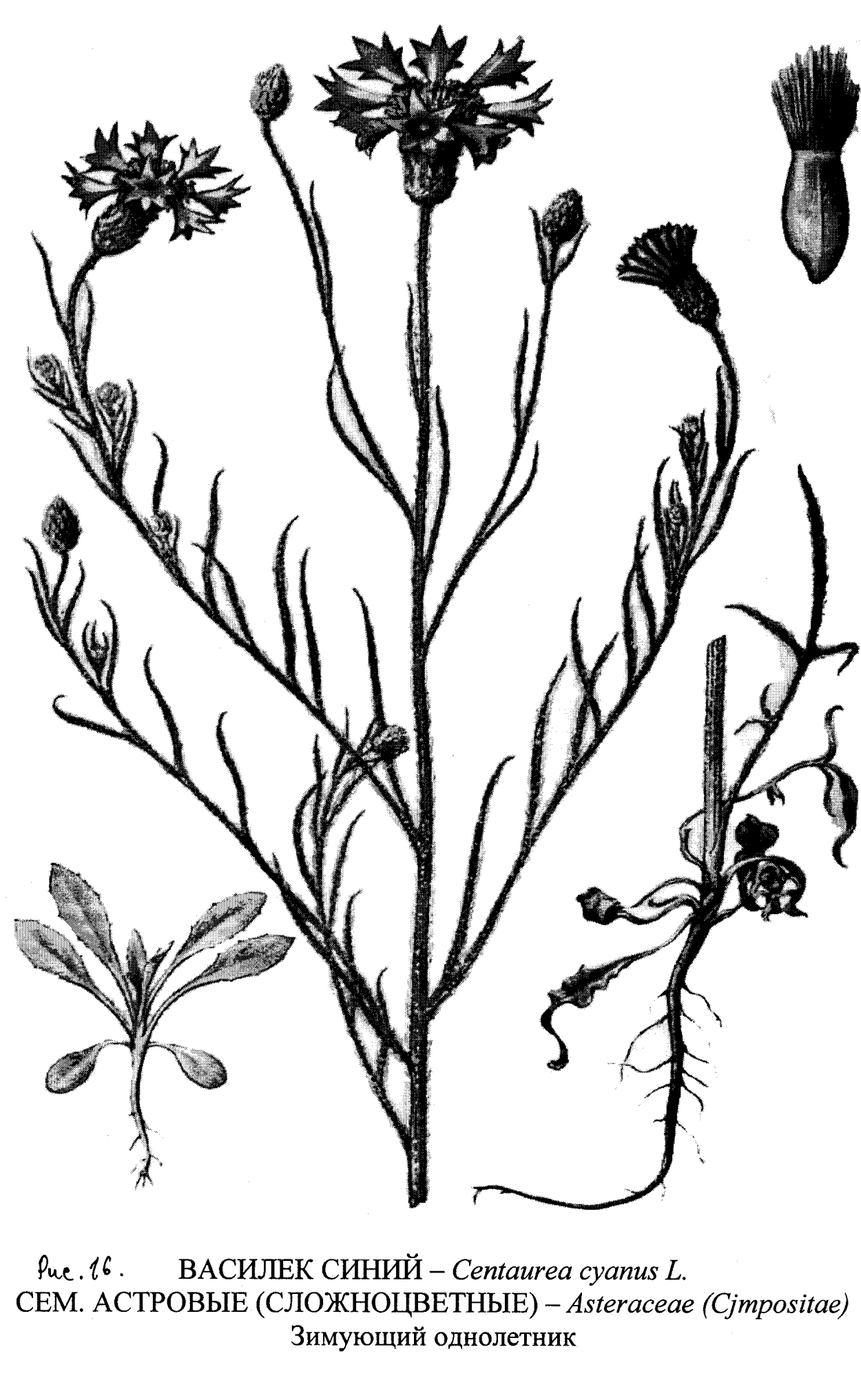 Семейство Сложноцветные Василек