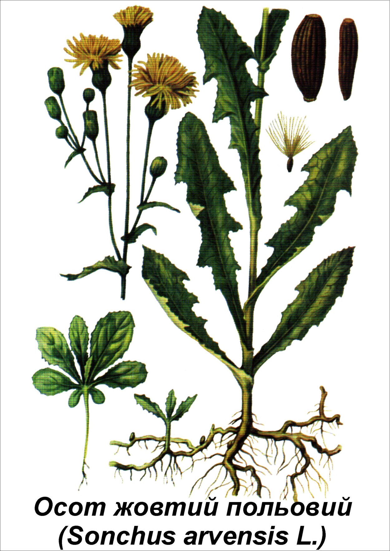 Осот желтый полевой