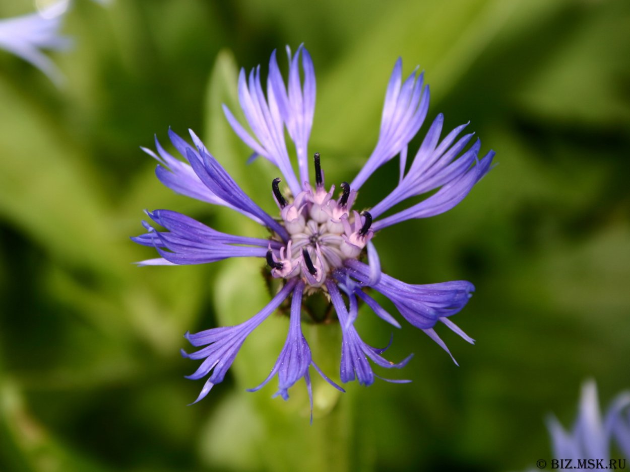 Травянистые растения Василек