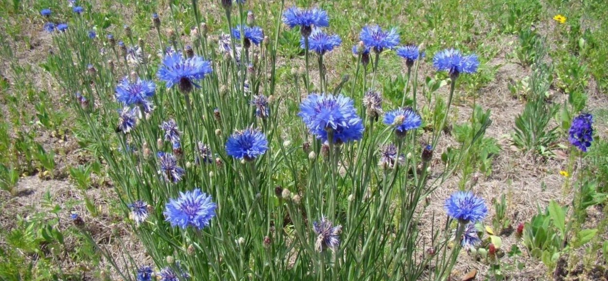 Василек синий (полевой) - Centaurea cyanus