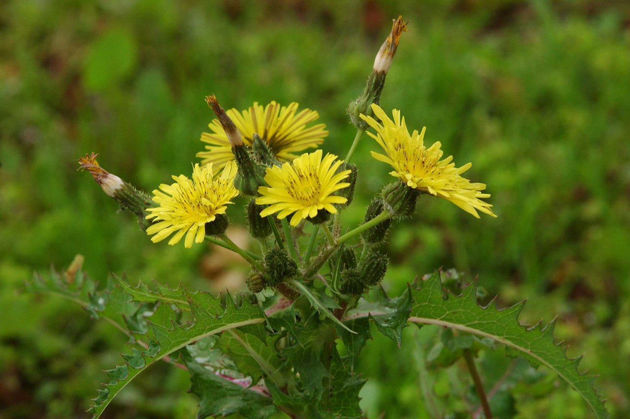 Осот полевой