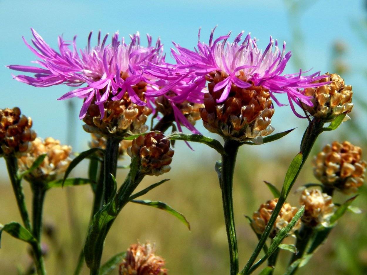 Медонос Василек Луговой