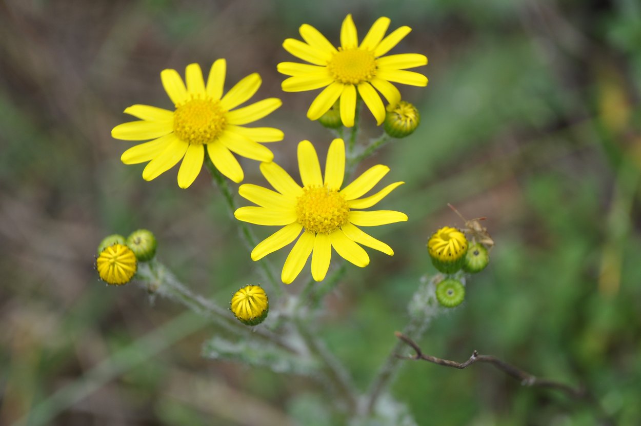 Крестовник обыкновенный