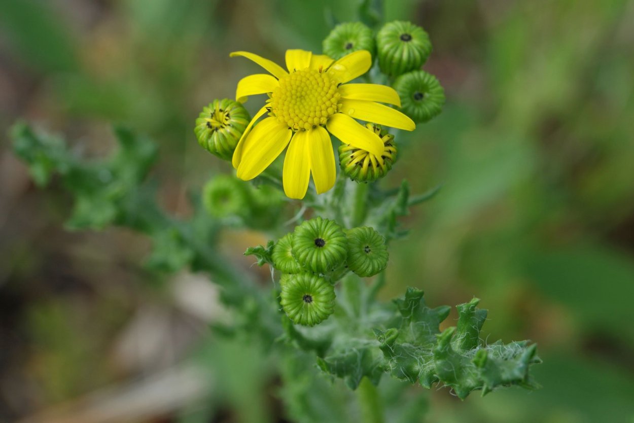 Senecio leucanthemifolius