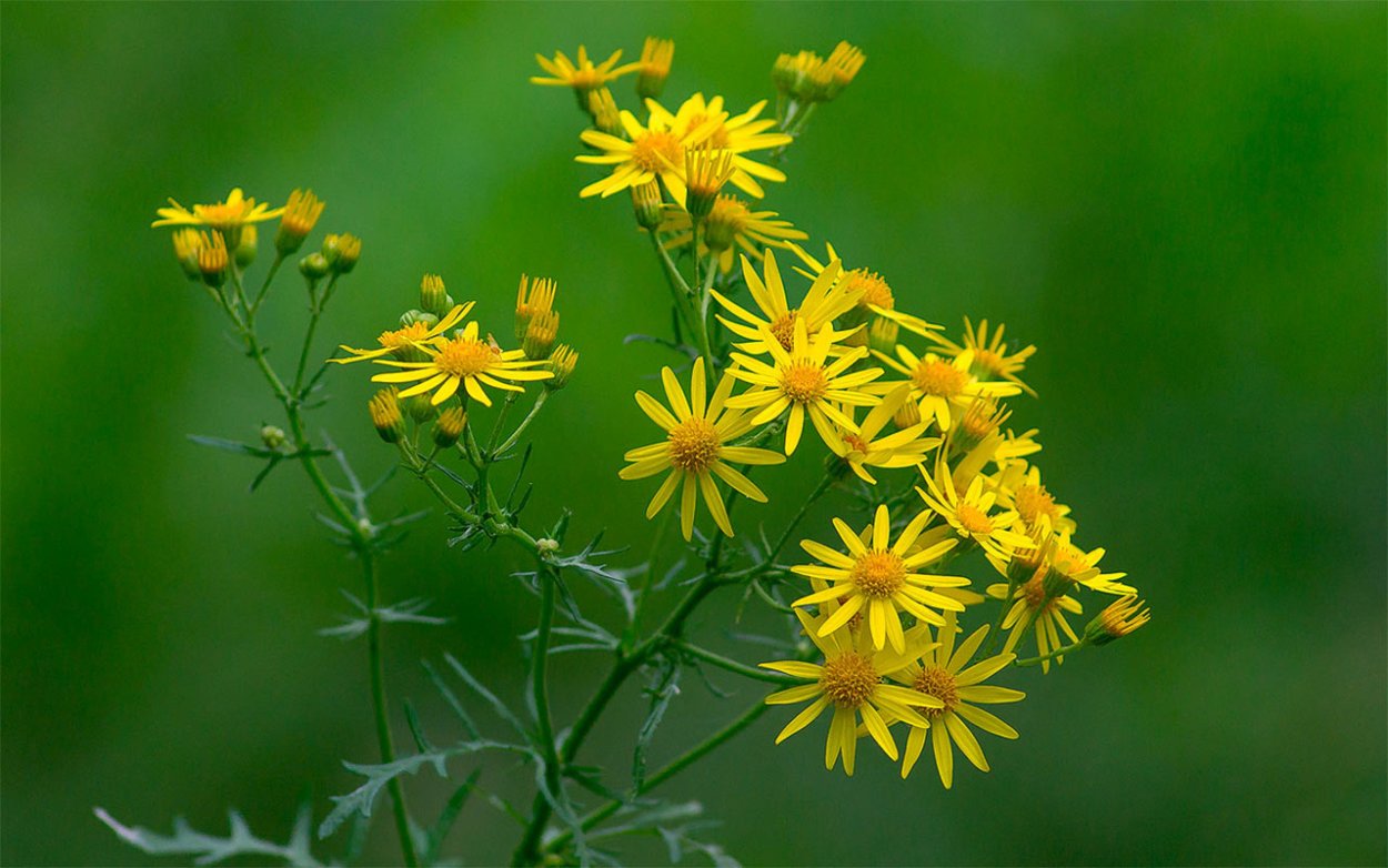 Крестовник Луговой