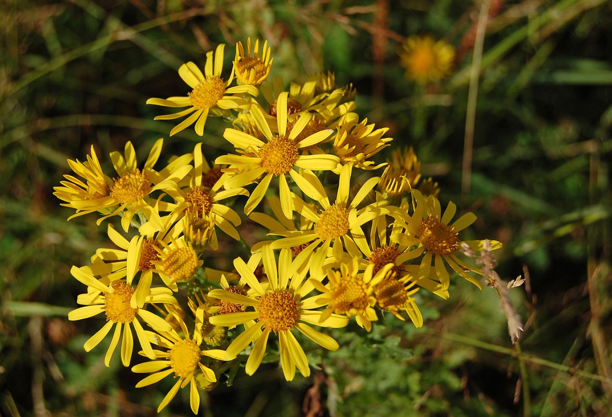 Крестовник болотный