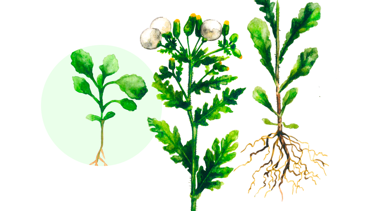 Крестовник Луговой рисунок