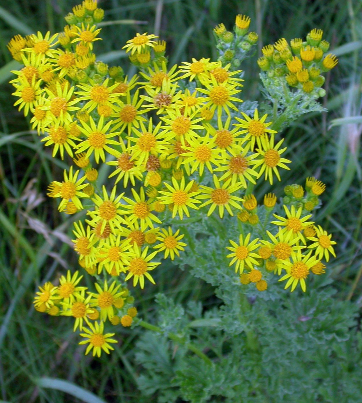 Крестовник Суходольный