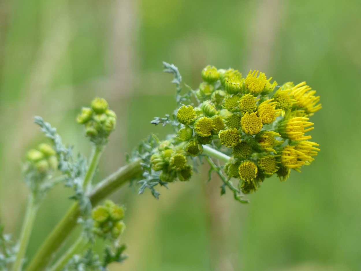 Крестовник лжеарниковый