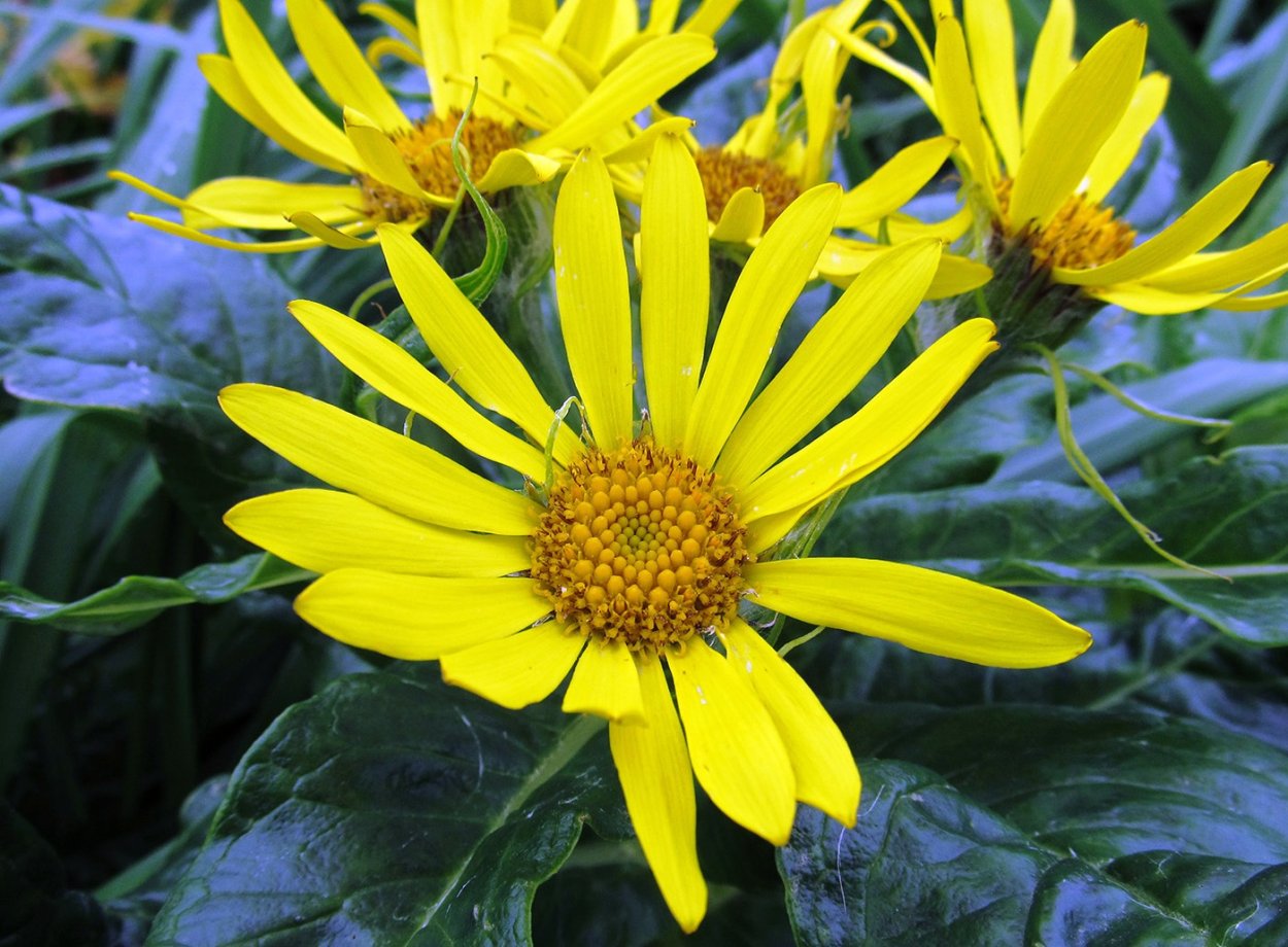 Крестовник плосколистный