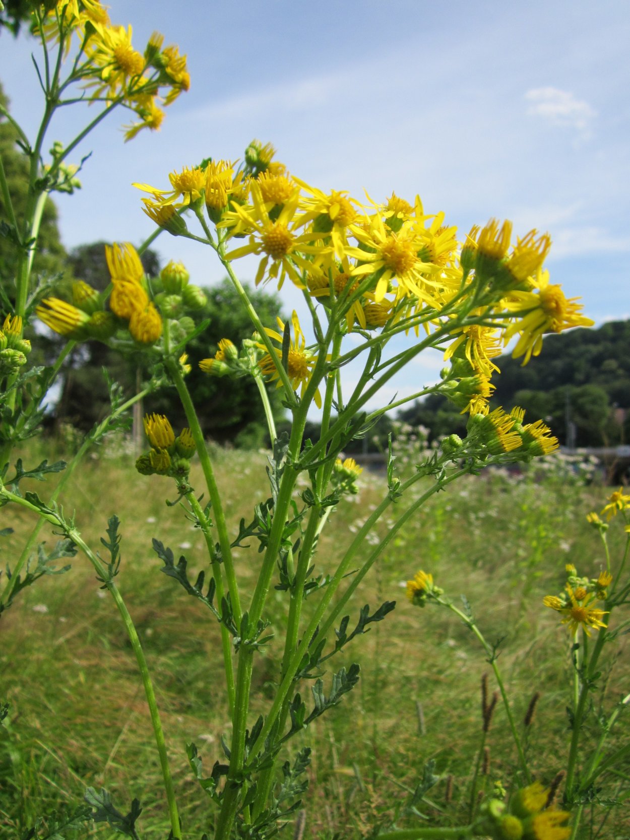 Крестовник Приморский (Senecio cineraria
