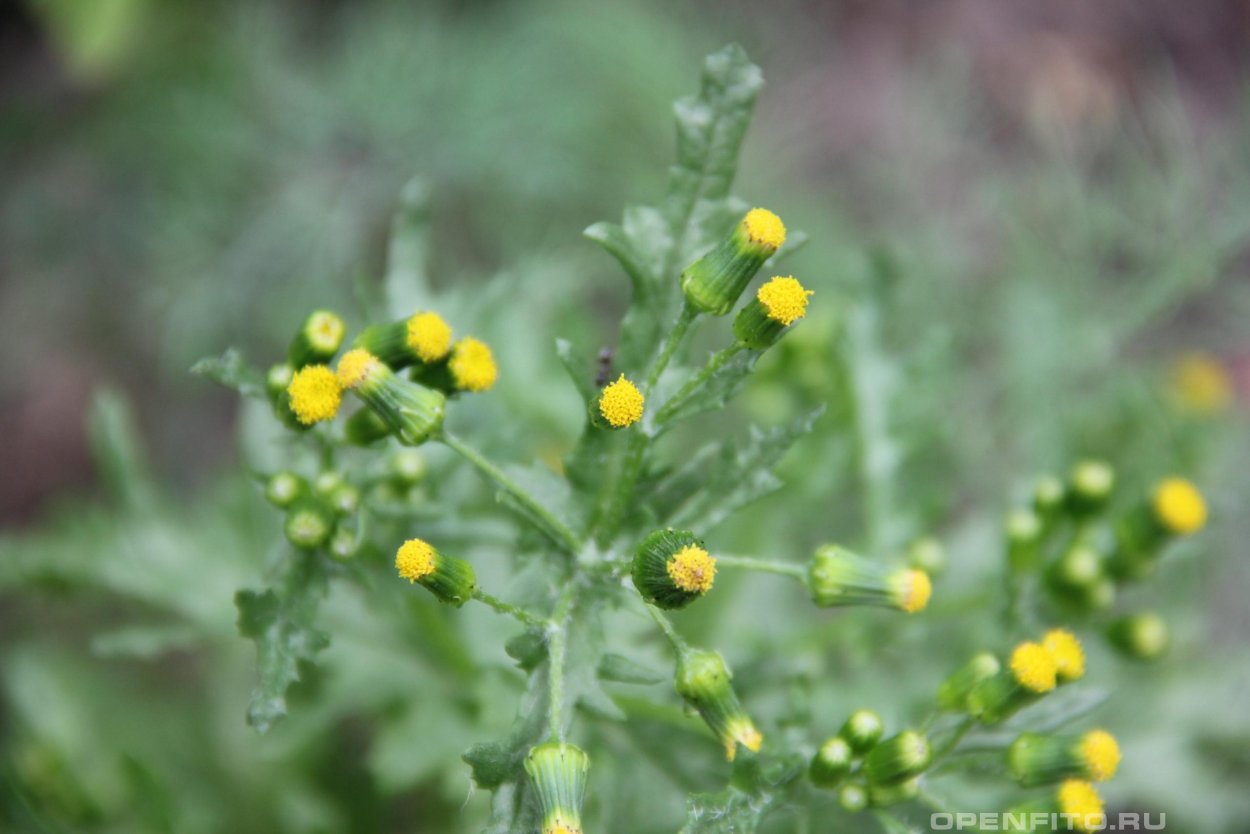 Senecio jacobaea