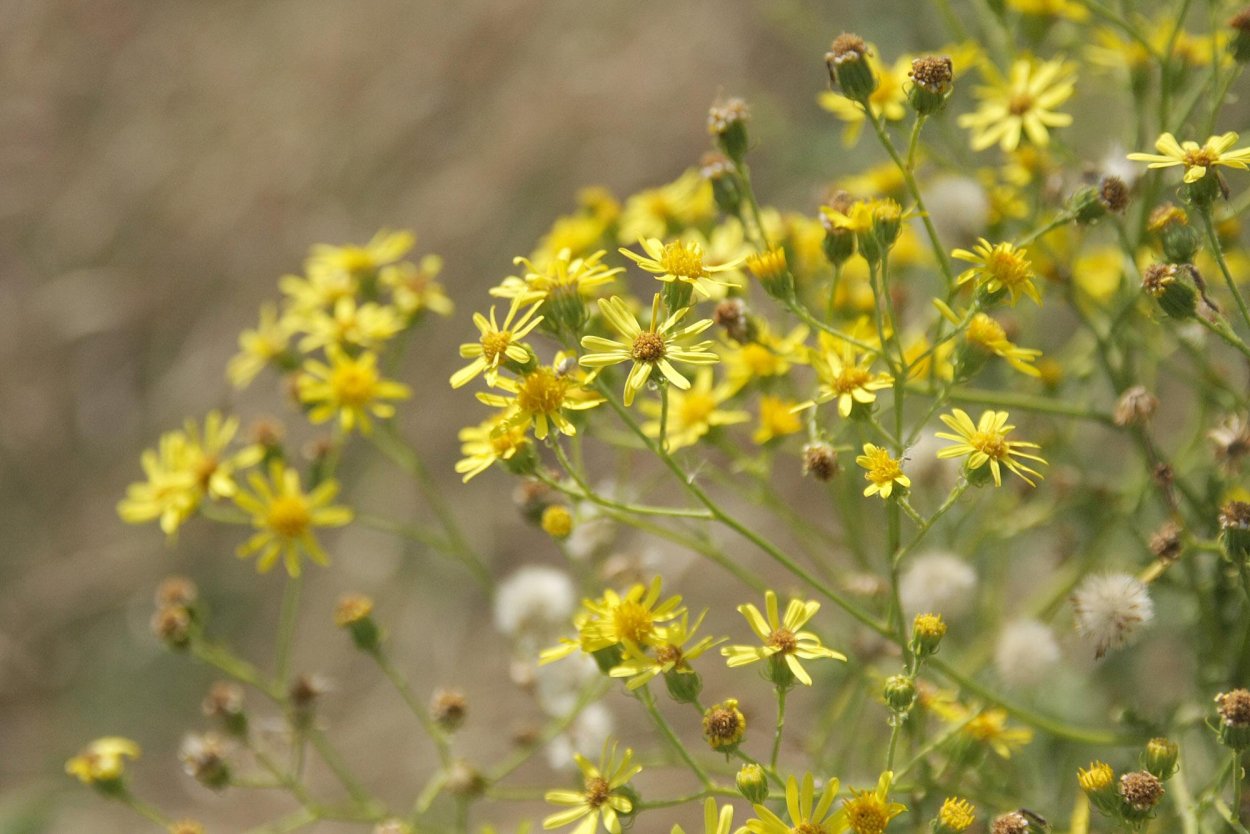 Крестовник обыкновенный