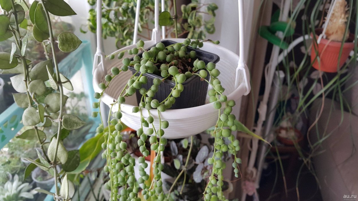 Крестовник (сенецио) Роули