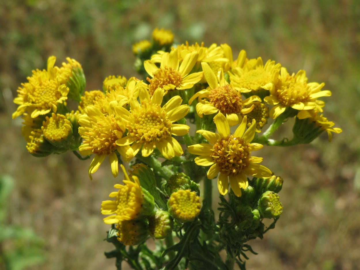 Крестовник Якова