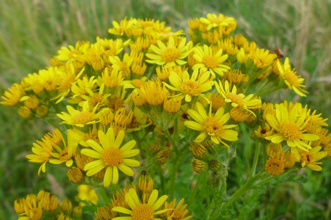 Крестовник Дубравный