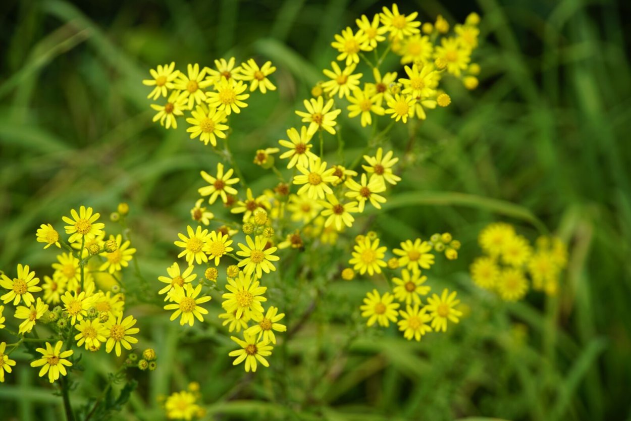 Крестовник малозубчатый