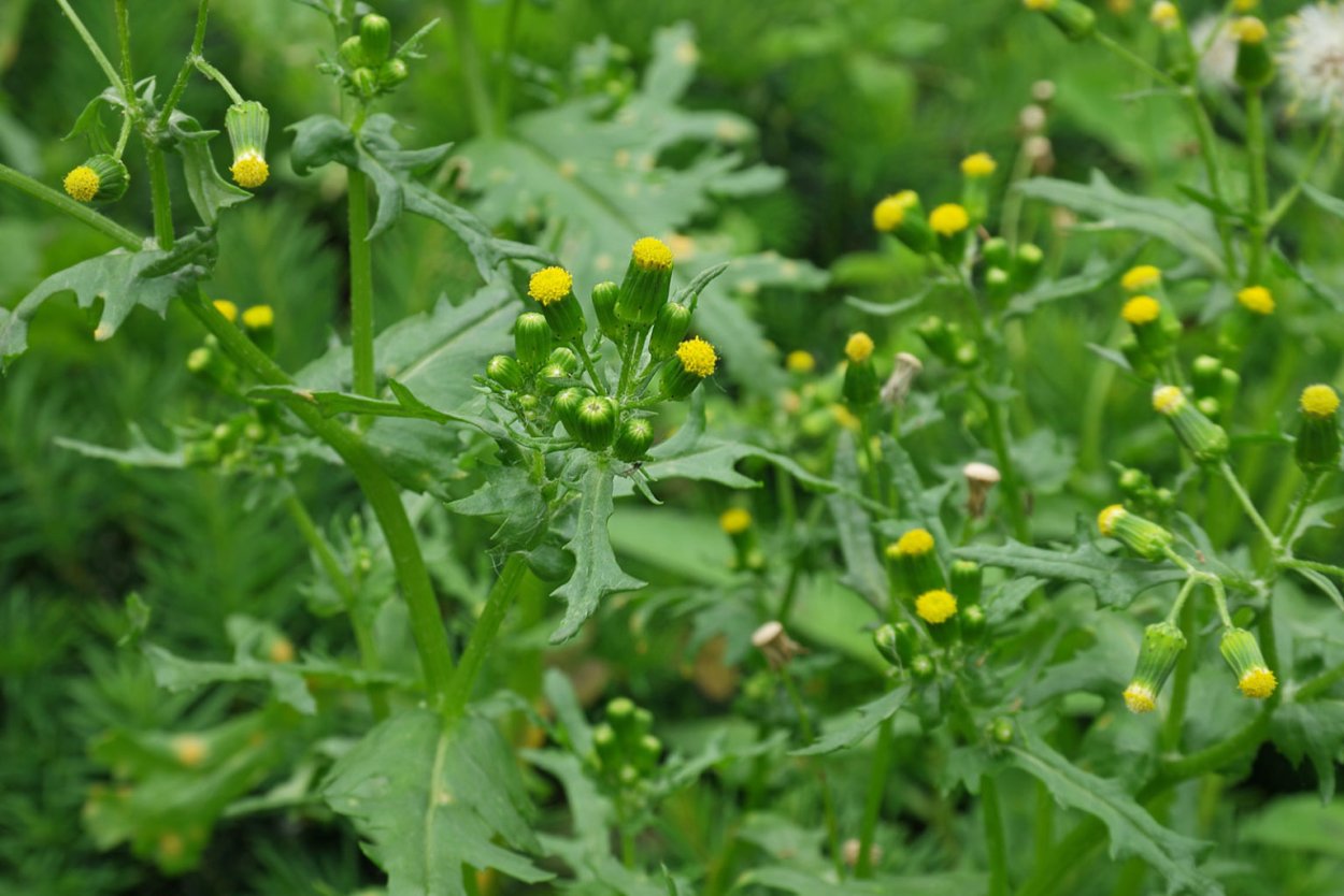 Крестовник клейкий