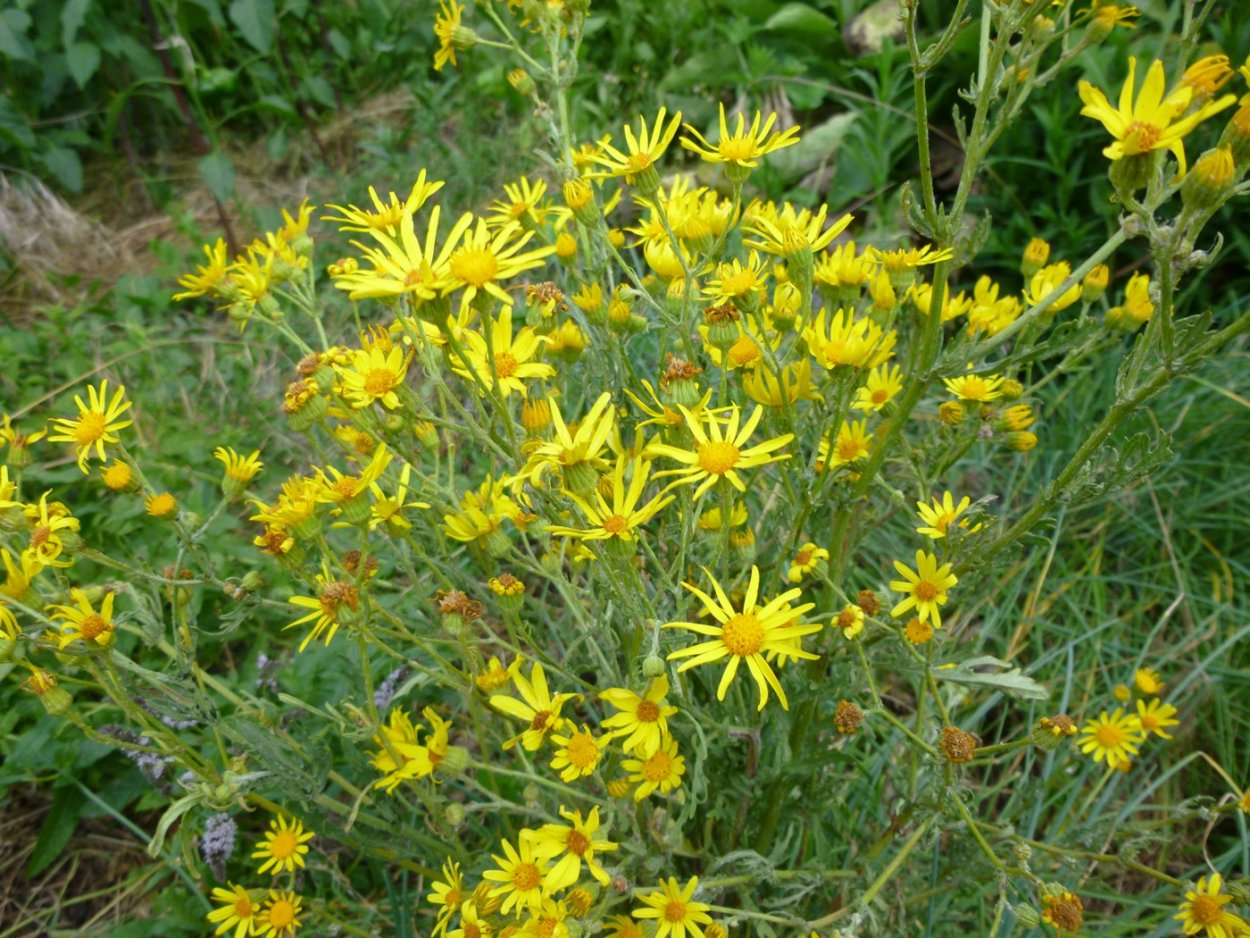 Крестовник Луговой