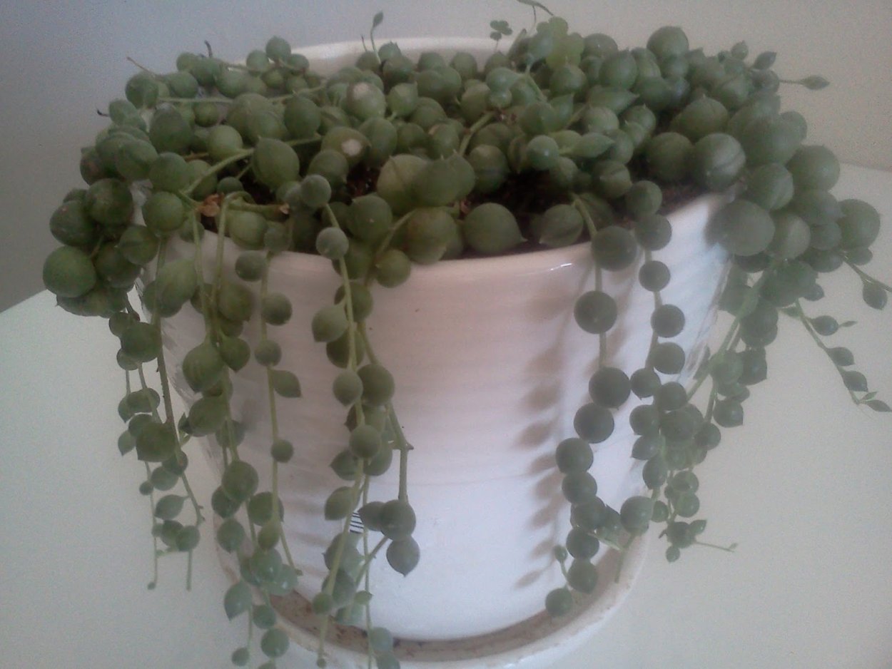 Кростовик плосколистый