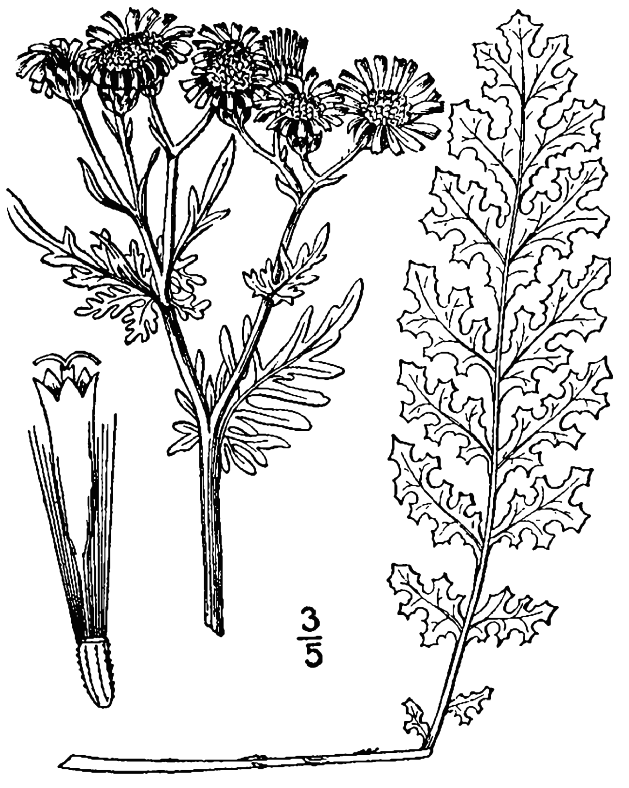 Крестовник тамовидный