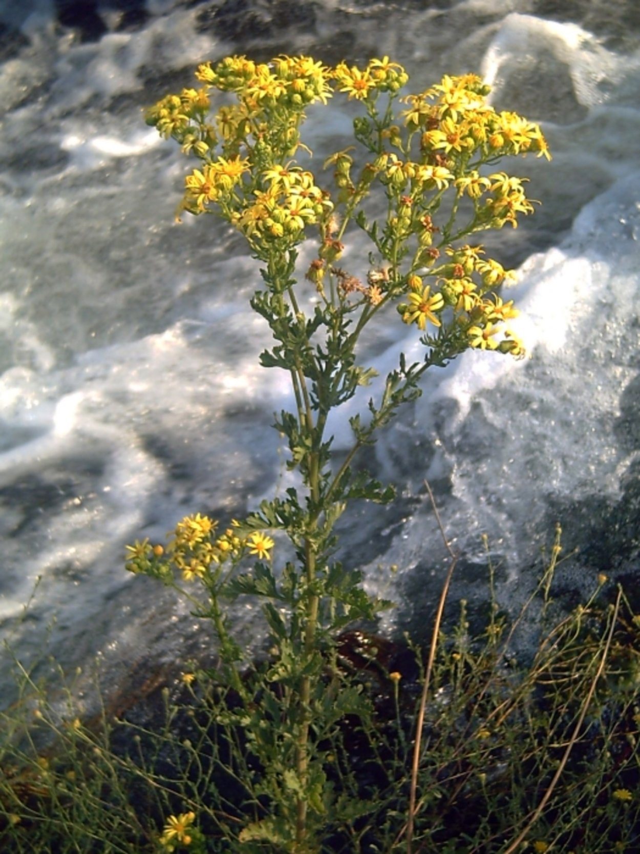 Крестовник Роули залив