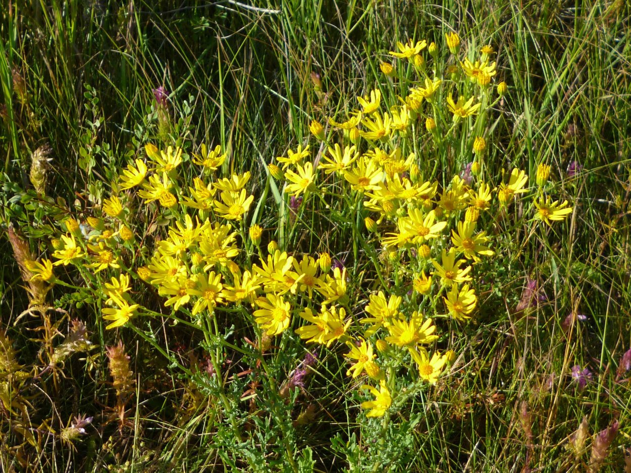 Tansy Ragwort
