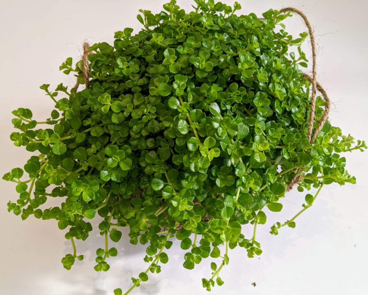 Пеперомия ползучая Peperomia Serpens