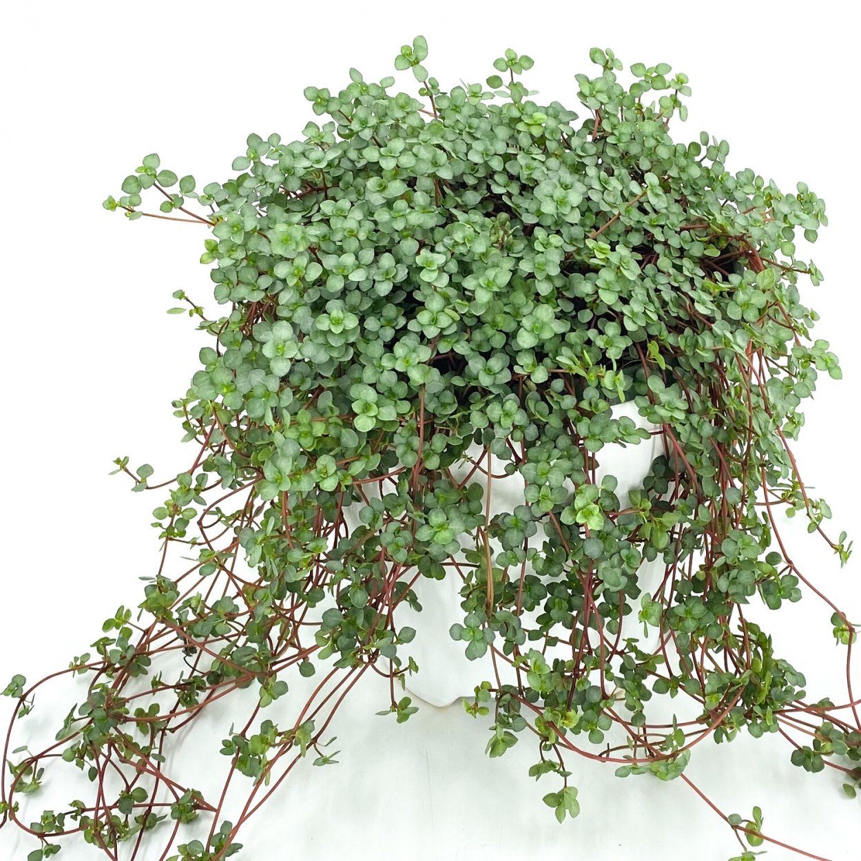 Пилея peperomioides