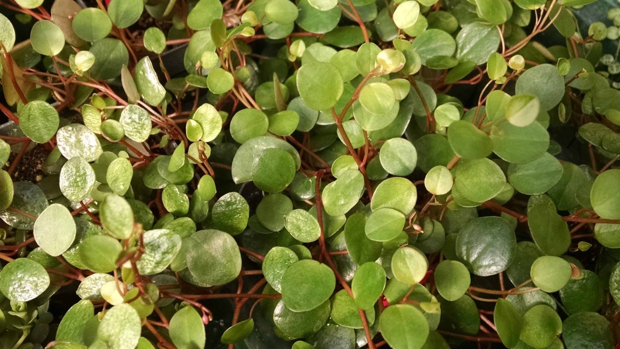 Пеперомия Серпенс