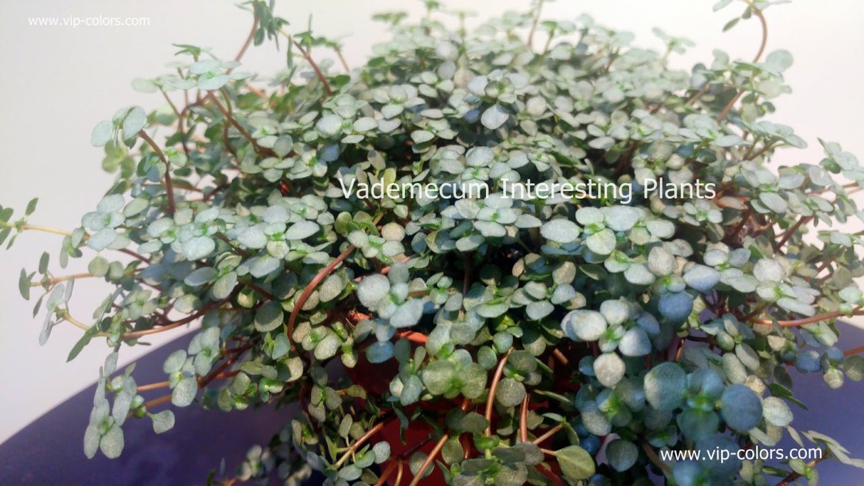 Пилея ампельная