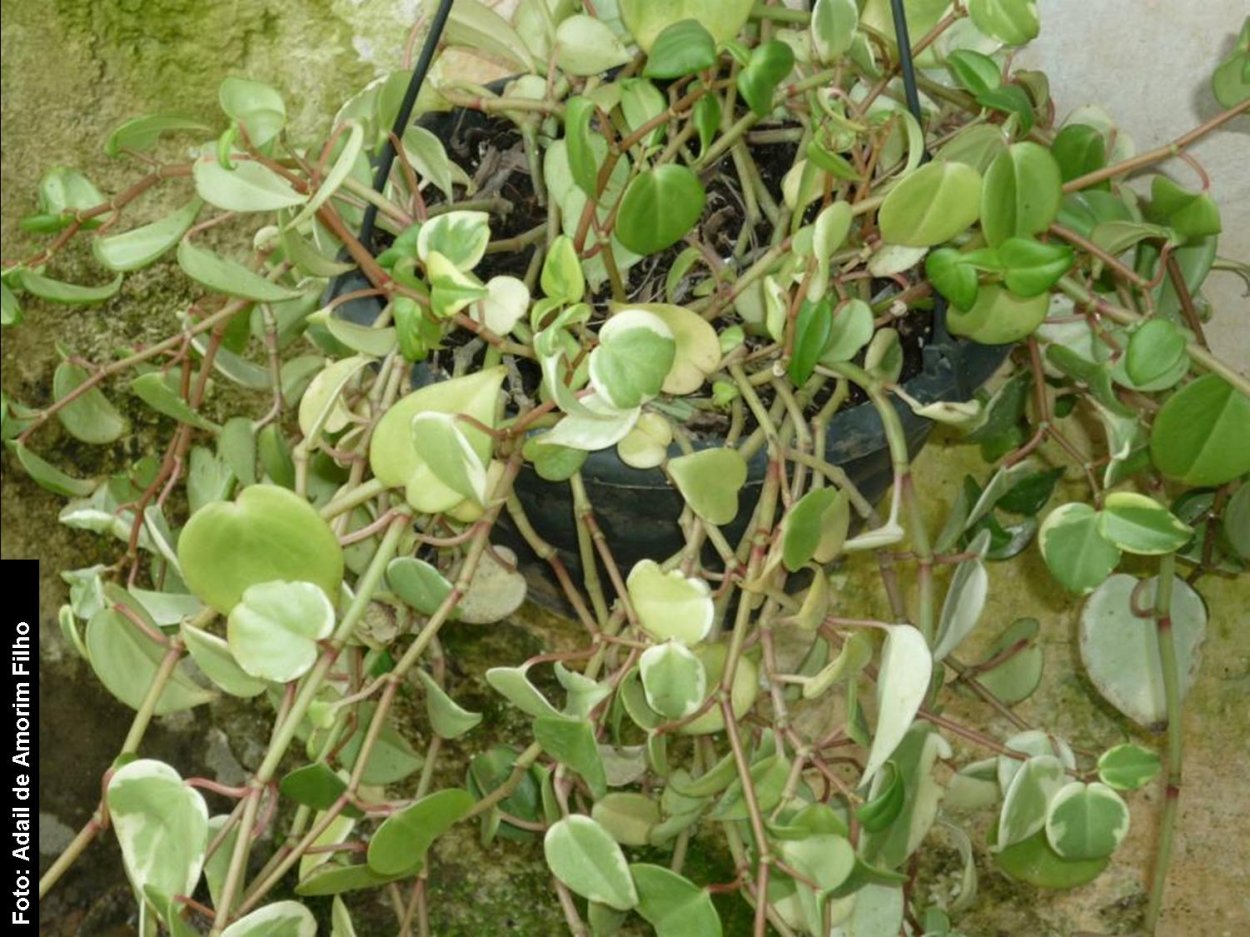 Пеперомия ампельная