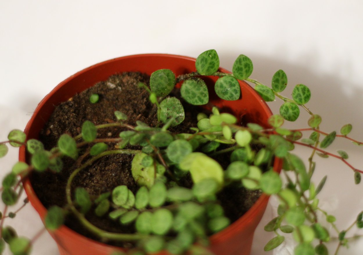 Пилея мелколистная ампельные