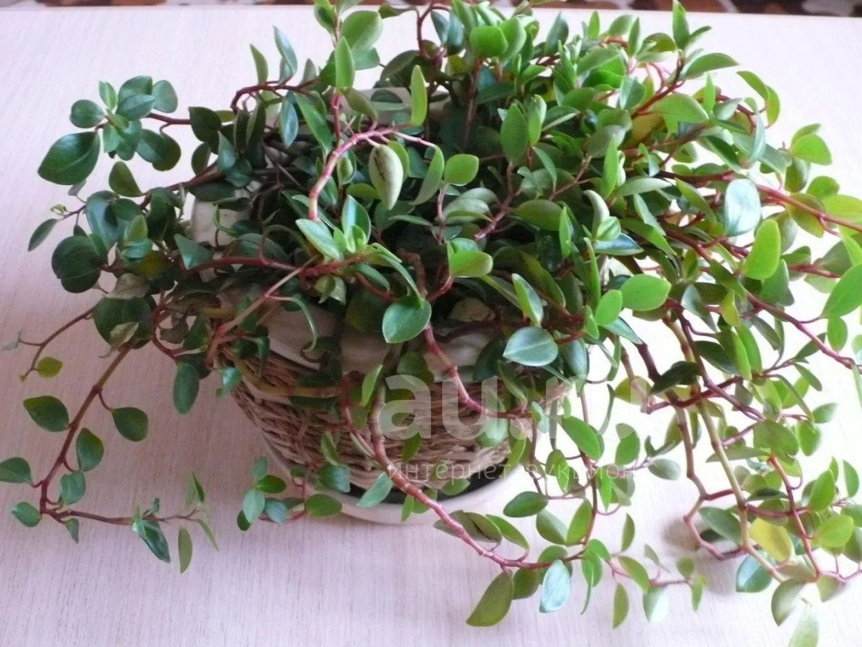 Цветок пилея пеперомиевидная