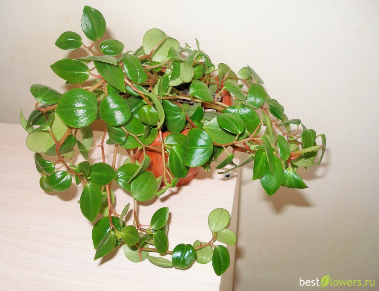 Пеперомия ползучая